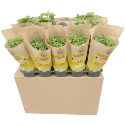 Basilic le pot