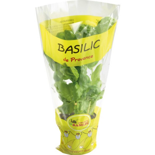 Basilic le pot